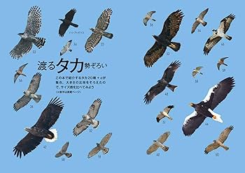 タカの渡り観察マニュアル (BIRDER SPECIAL) | 久野 公啓 |本 | 通販