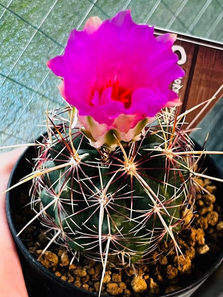 Amazon.co.jp: もうすぐピンク花咲きます蕾付き和光丸 丸サボテン 抜き