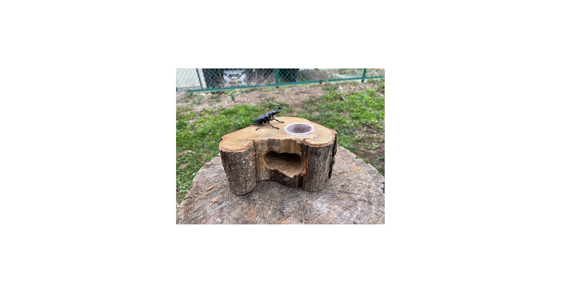 Amazon.co.jp: クワリウム 登り木 エサ台 シェルター : ペット用品