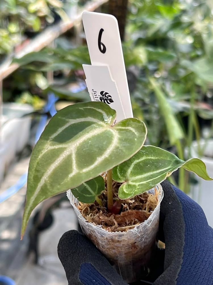 Amazon｜アンスリウム 交配種, ベッセアエ × デビリス × ドリーム