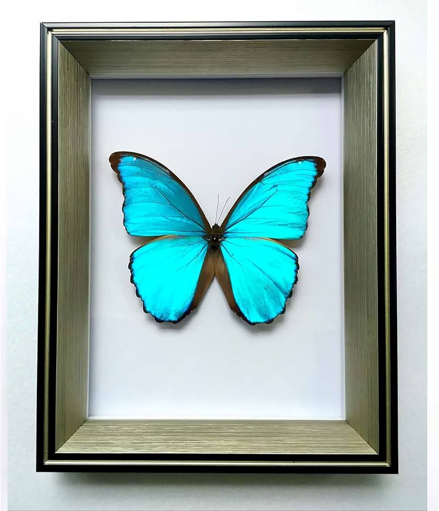 Amazon.co.jp: ジャイアントブルーモルフォ蝶標本、本物の