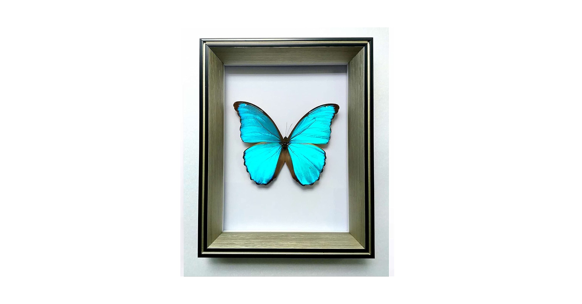 蝶標本お得 南米の蝶大量データ全てなし