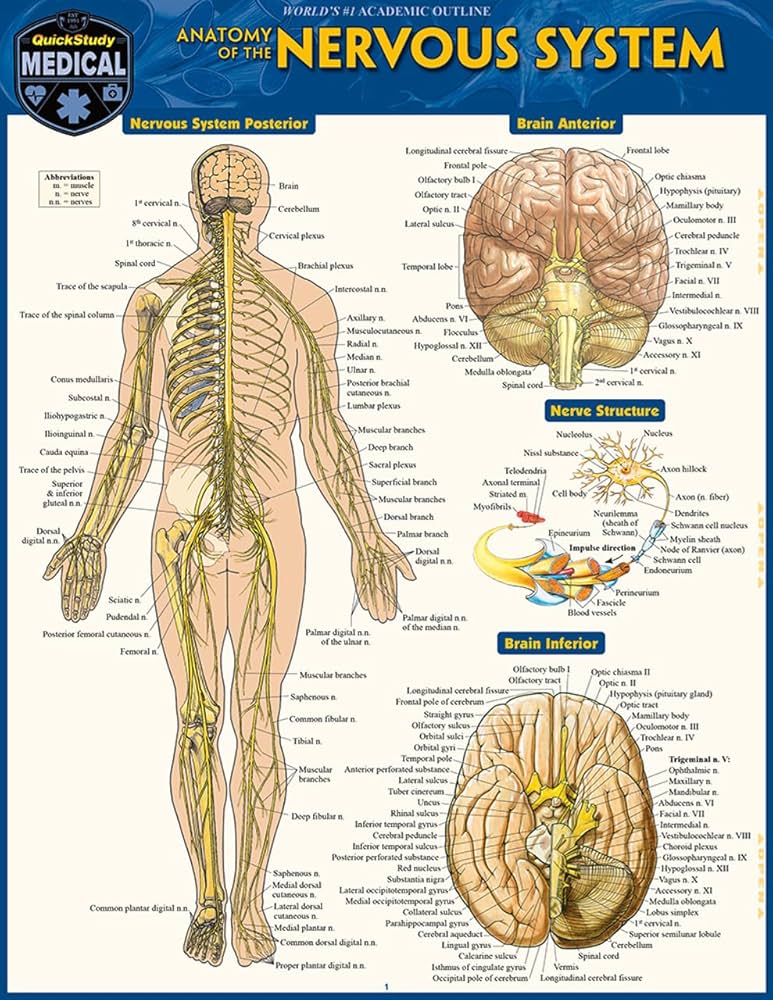 Anatomy of the Nervous System: a QuickStudy Laminated Reference
