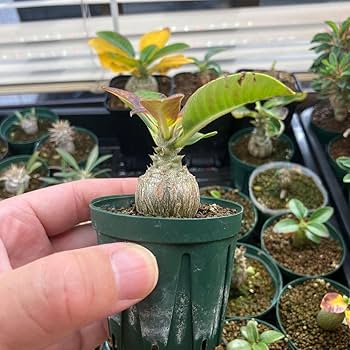 Amazon｜パキポディウム ウィンゾリー 実生 まん丸 塊根植物