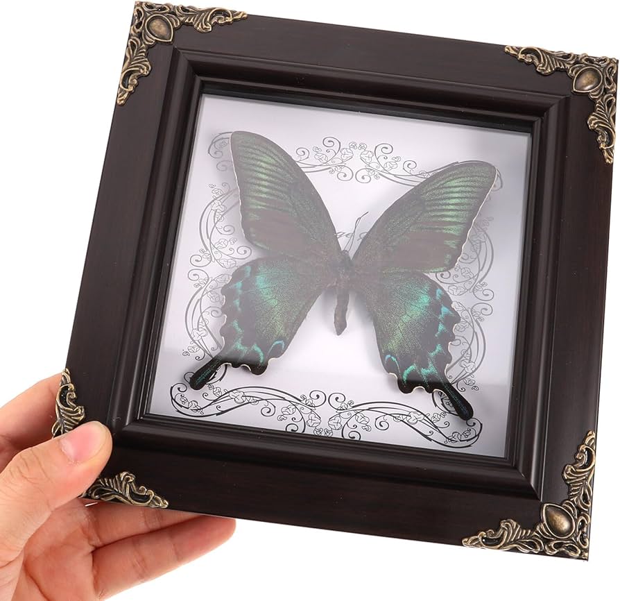 Amazon.co.jp: KESYOO 蝶の標本 フォトフレーム 標本展示枠 蝶