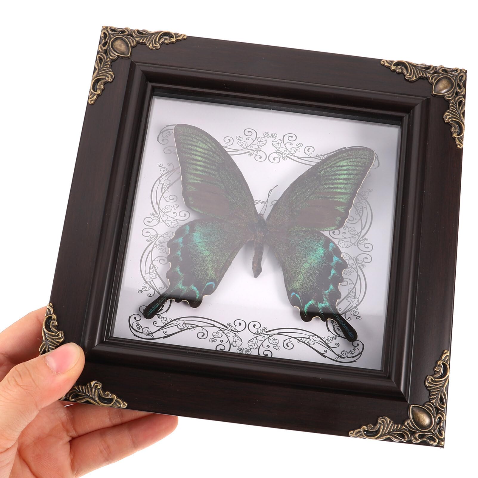 Amazon.co.jp: KESYOO 蝶の標本 フォトフレーム 標本展示枠 蝶