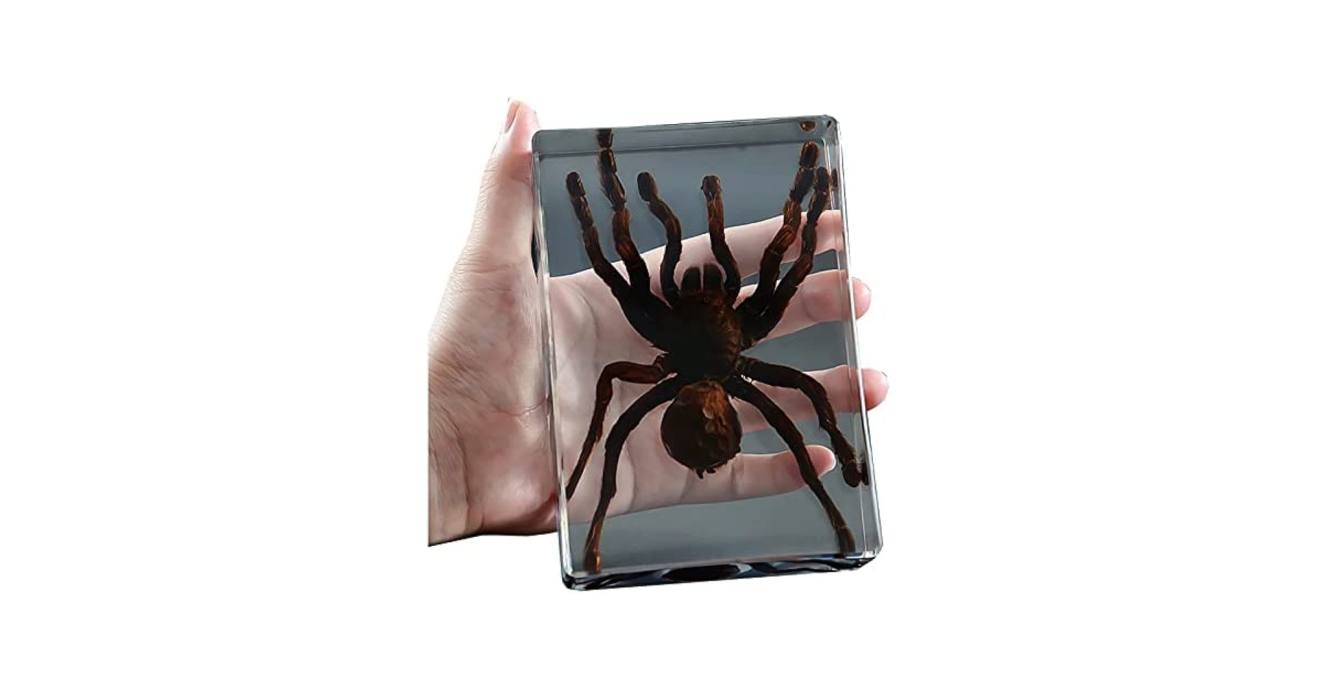 Amazon.co.jp: タランチュラ標本、本物の昆虫クモ標本、剥製樹脂デスク