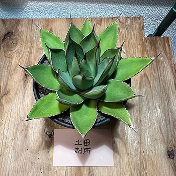 Amazon.co.jp: 極美 土田 制所 ハイブリッドアガベ 笹の雪