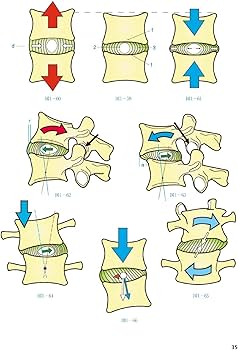 カパンジー機能解剖学 III 脊椎・体幹・頭部 原著第7版 | A.I.Kapandji