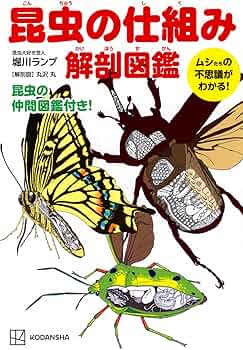 71WbBgD54nL._AC_UF350,