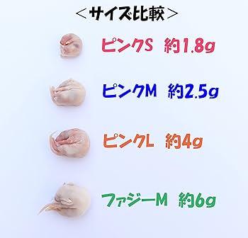 トムティットトット】国産冷凍マウス ファジー40匹 、アダルトLL20匹