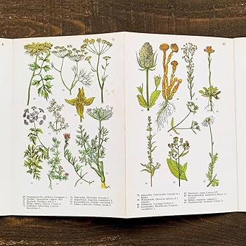 WILD FLOWERS 植物図鑑 ボタニカルアート 洋書 古書 サワビー WILD