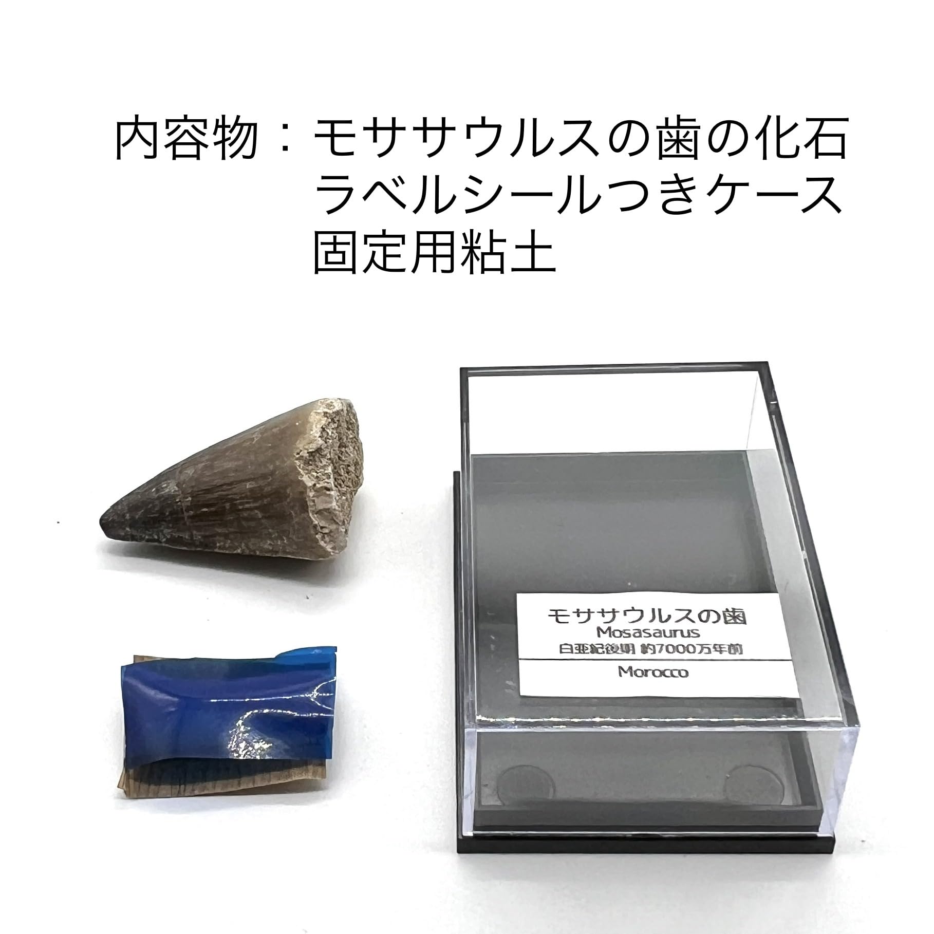 Amazon | つくしサイエンス モササウルスの歯 約35mm 化石 標本ケース