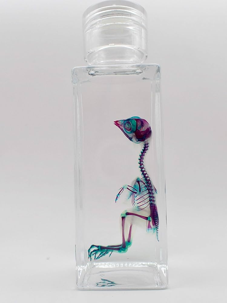 Amazon.co.jp: 透明標本/ウズラ / : ホーム＆キッチン