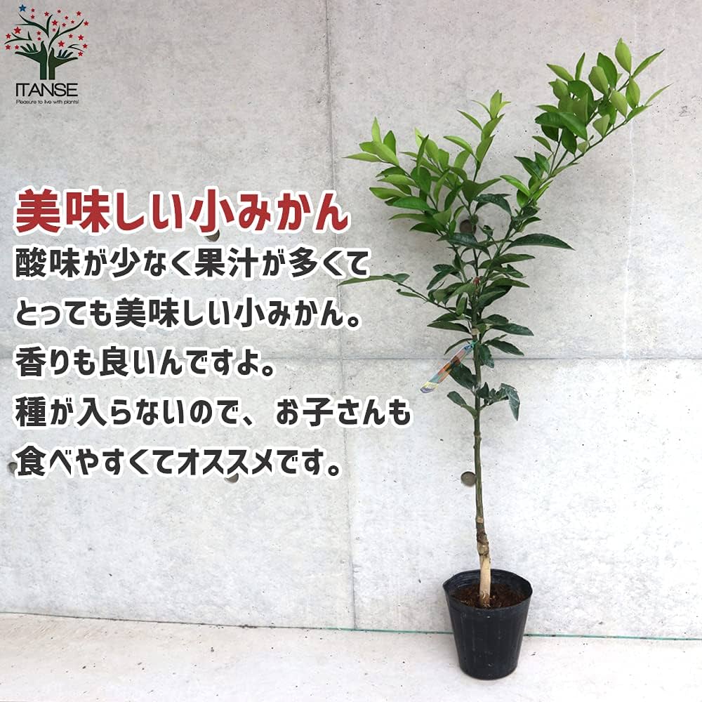 Amazon.co.jp: みかんの苗 紀州種無し小みかん(品種：無核紀州)【品種