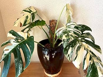 Amazon.co.jp: 大株 斑入りモンステラ ホワイトタイガー : ホーム