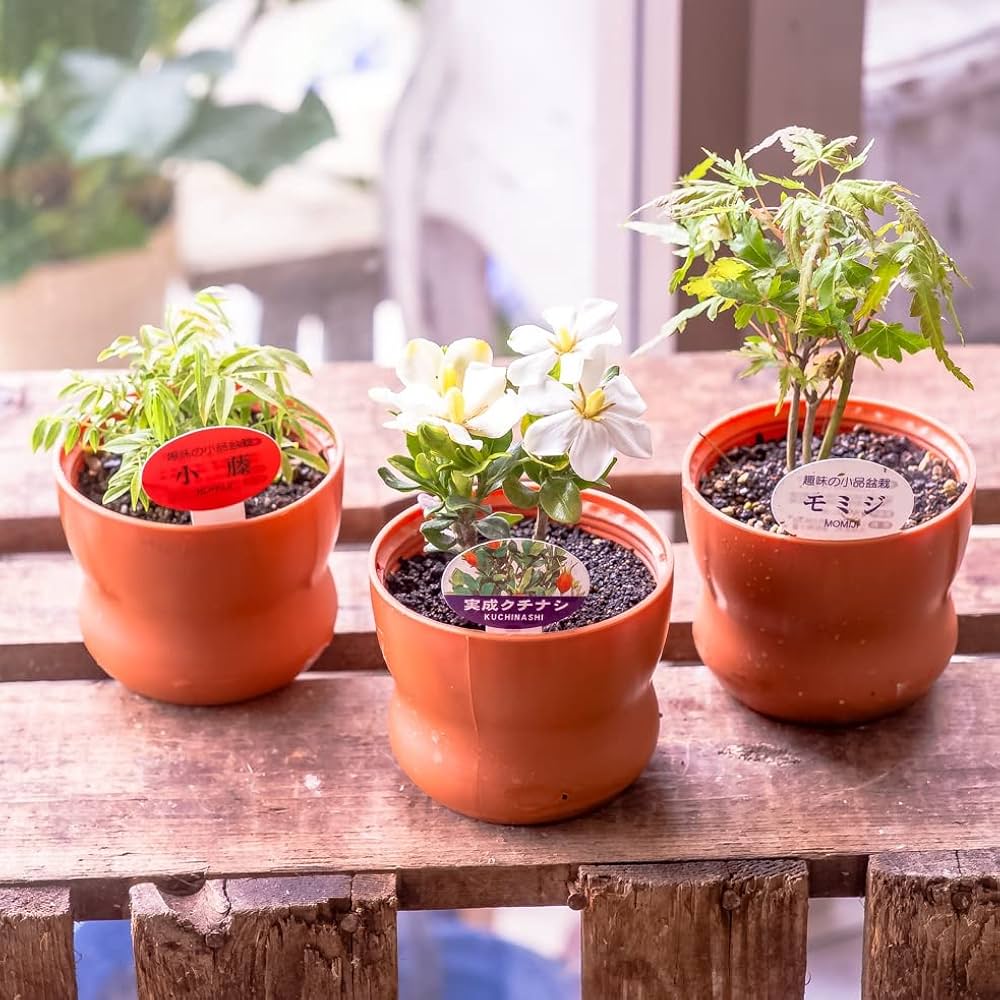 盆栽蜂超希少激レア松皮盆栽鉢時代3つ足山野草鉢草もの盆栽鉢置き物