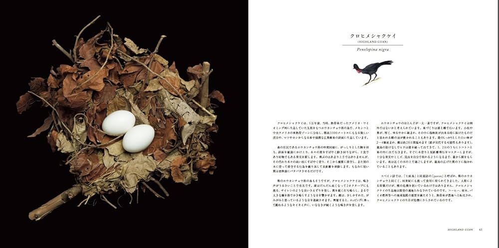 写真集 鳥の巣 50個の巣と、50種の鳥たち | シャーロン・ビールズ