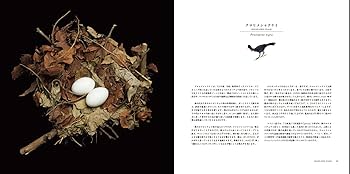 写真集 鳥の巣 50個の巣と、50種の鳥たち | シャーロン・ビールズ