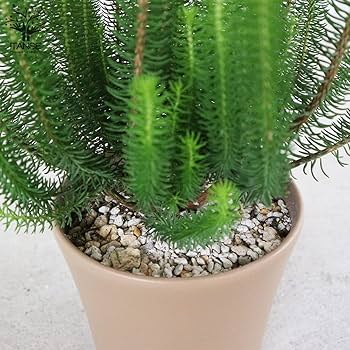 Amazon.co.jp: エリカ・セシリフローラ5.5号鉢【品種で選べる花苗