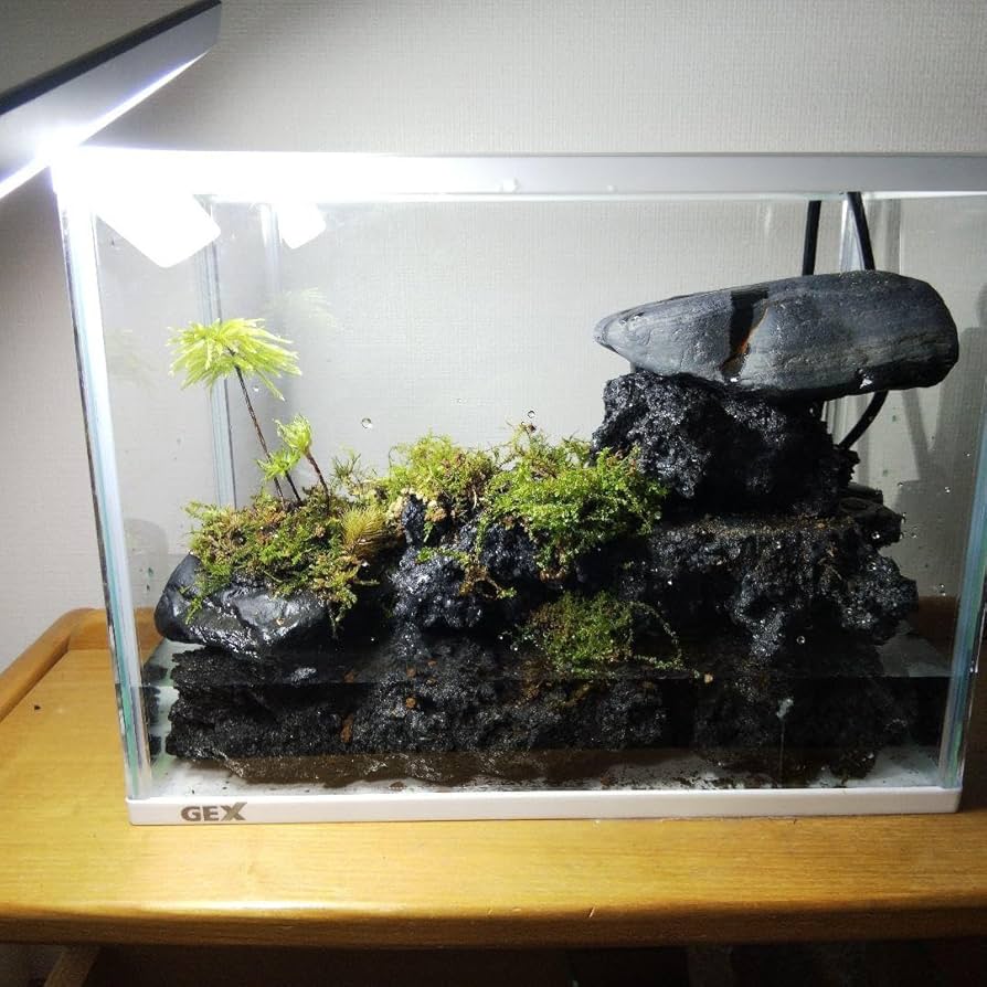 Amazon.co.jp: 完成品 滝のあるアクアテラリウム イモリウム