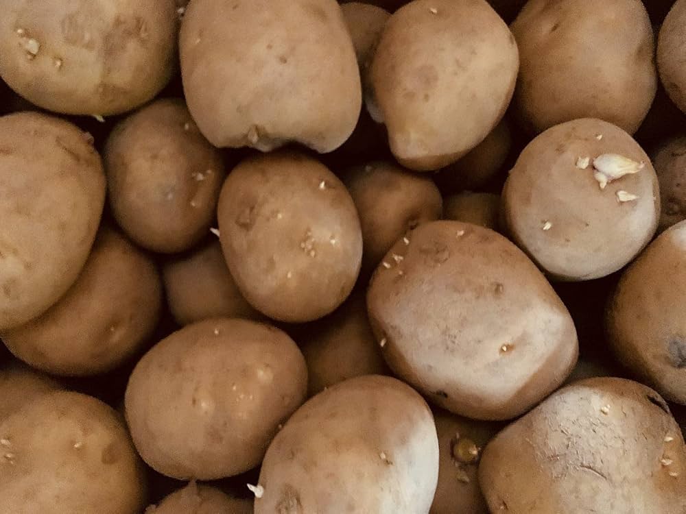 Amazon.co.jp: 種芋 とうや 北海道産 じゃがいも 10kg S/Mサイズ以上