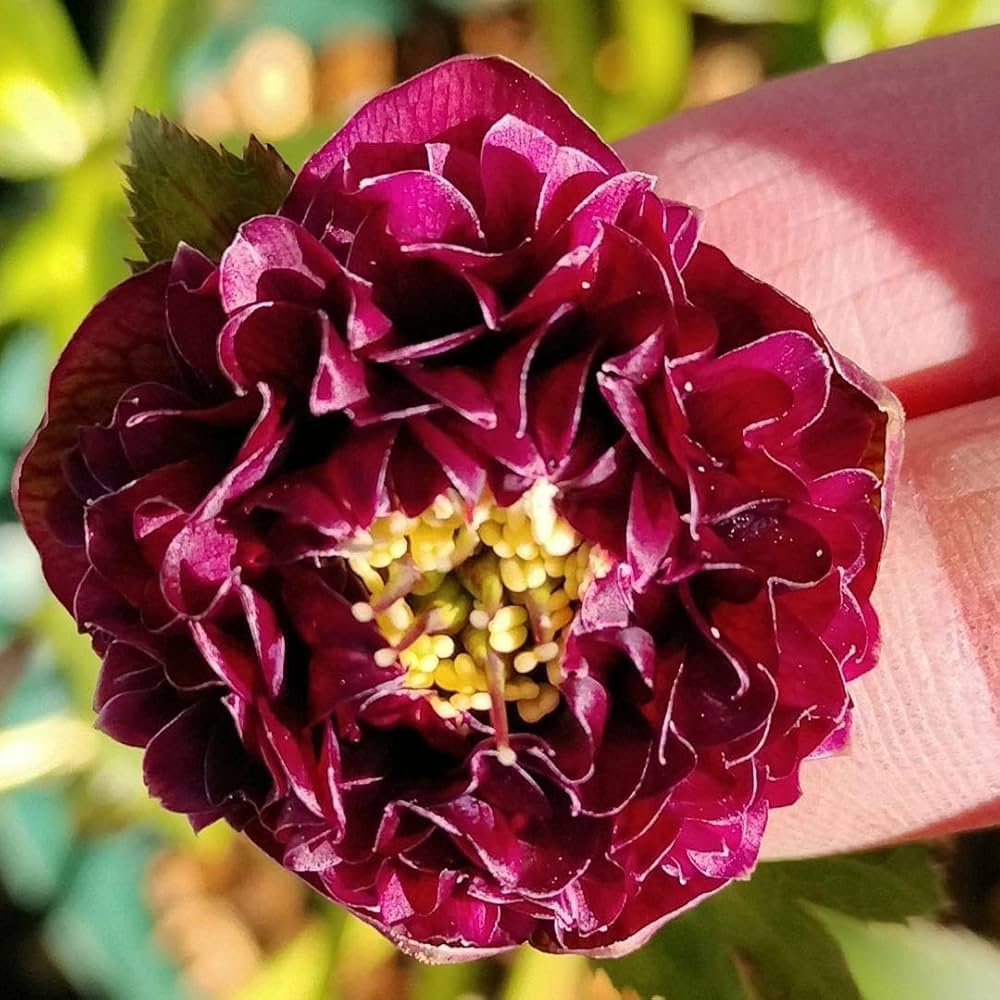 Amazon.co.jp: クリスマスローズ クレオパトラ レッド レア2粒 種 宿根