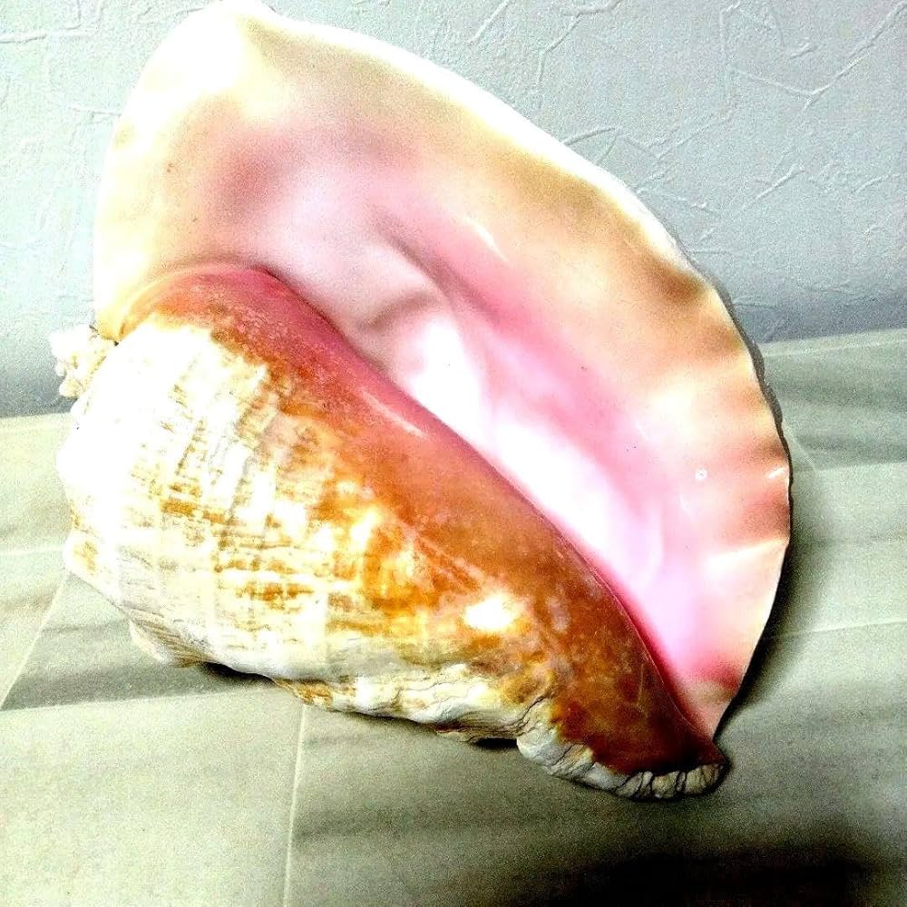 Amazon.co.jp: 超特大27cm 1.6kg 特上品 ピンク貝 コンク貝殻 置物