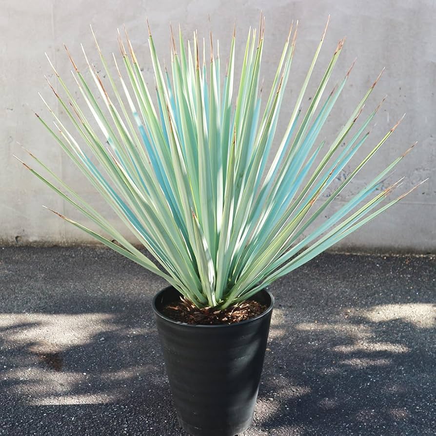 Amazon｜ITANSE ユッカ リギダ 10号 1個売り【品種で選べる観葉