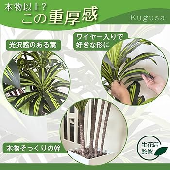 Amazon｜Kugusa 【生花店監修】 フェイクグリーン ドラセナ 150cm 大型