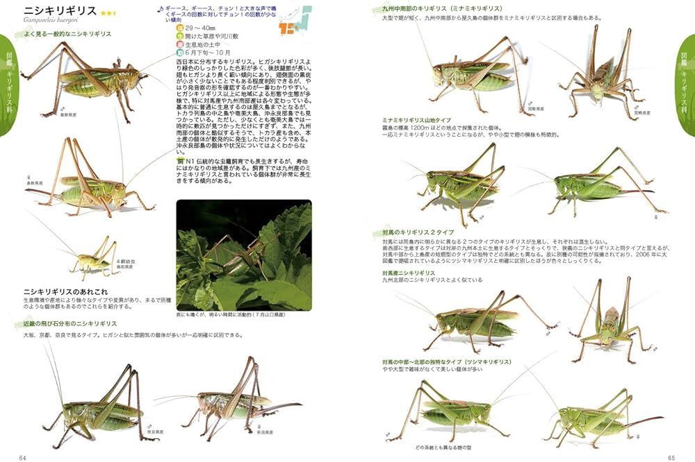 図鑑 日本の鳴く虫 コオロギ類 キリギリス類 捕り方から飼い方まで