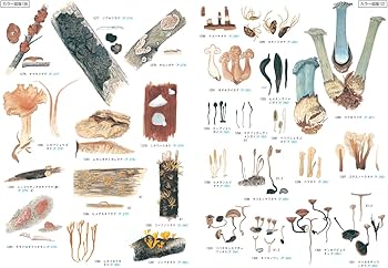 Amazon.co.jp: 新版 北陸のきのこ図鑑 : 池田良幸, 池田良幸, 本郷次雄: 本