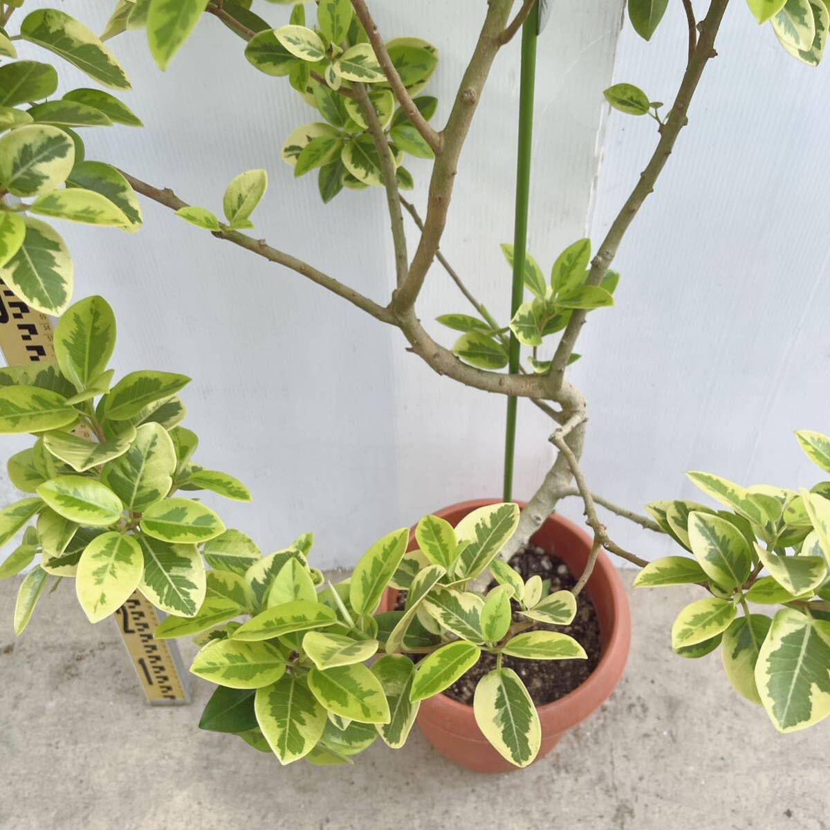 Amazon｜フランスゴム斑入りユキ 曲がり 8号 品種レア インテリア