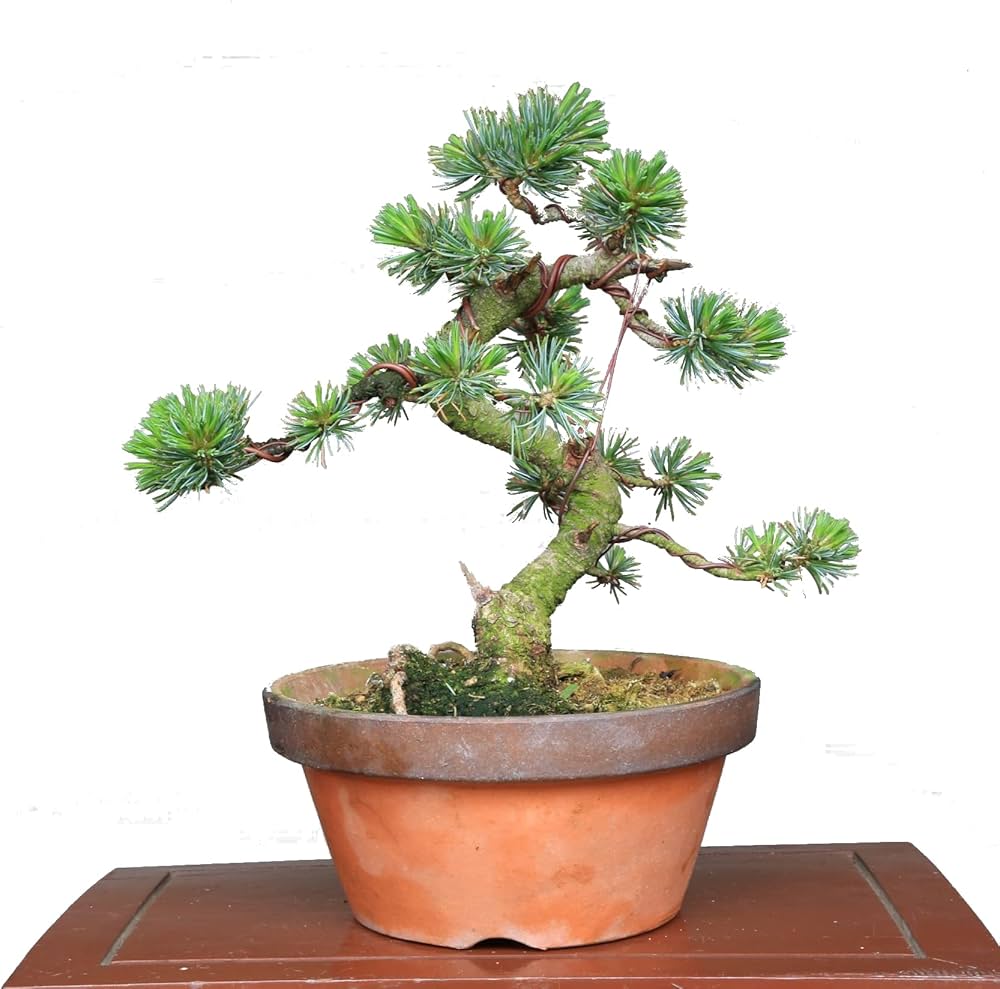 Amazon.co.jp: 吾妻五葉松『大巓性』小品盆栽 【泰寿園 Online】 : DIY