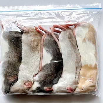 Amazon | 国産冷凍ラット (アダルトSS ～110g 5匹入り) | 冷凍ラット