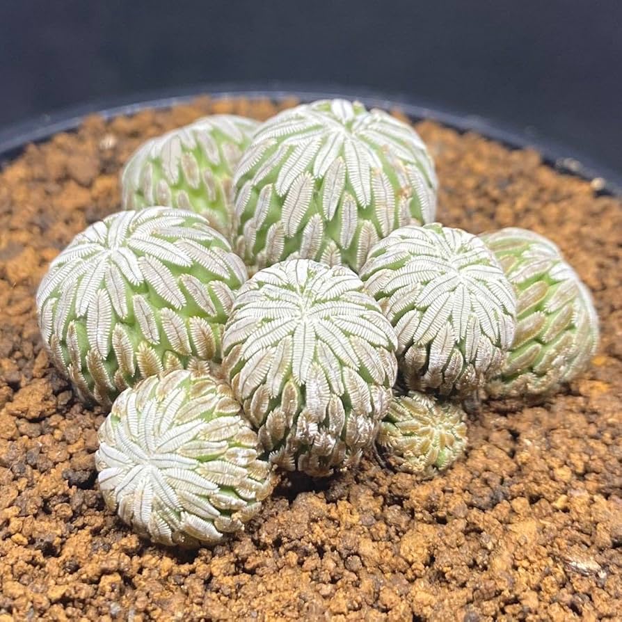 Amazon.co.jp: ペレキフォラ 精巧丸 群生株 サボテン レア種 抜き苗