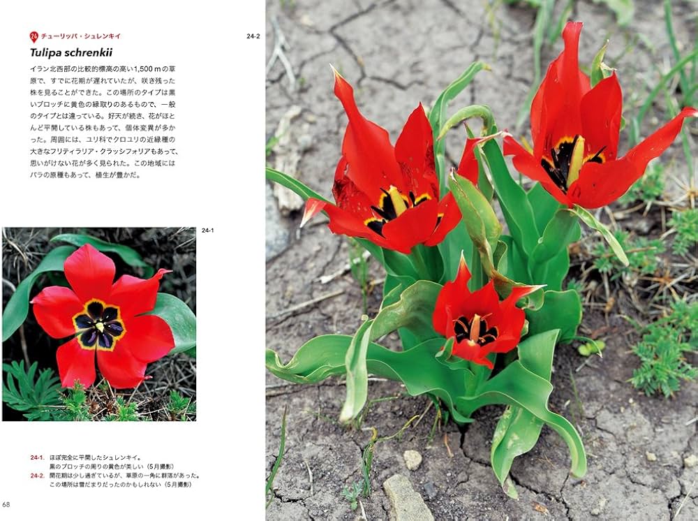 チューリップ—ヨーロッパ・アジア9カ国紀行 (原種の花たち) | 冨山 稔