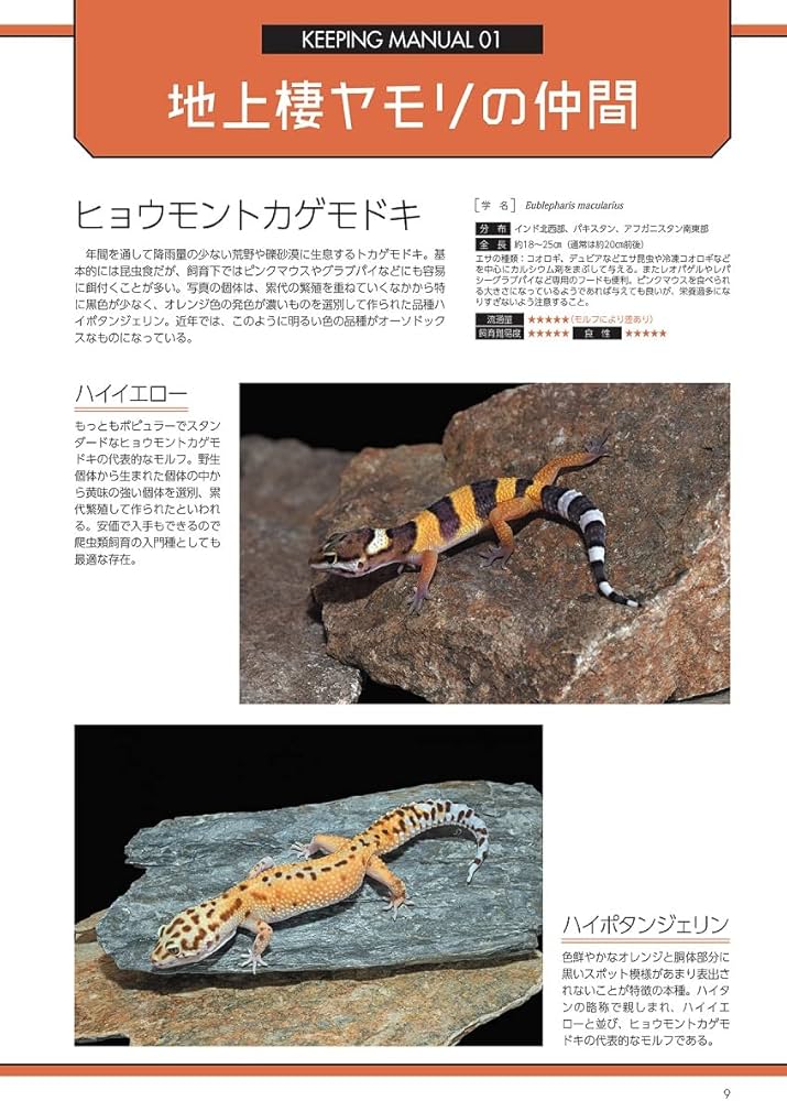 爬虫類飼育完全マニュアルvol.6 (SAKURA MOOK) | 笠倉出版社 |本