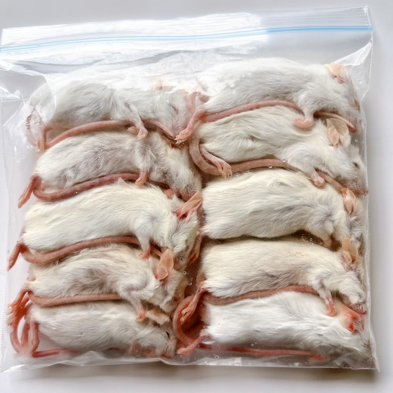 Amazon | 国産冷凍マウス (アダルトS/14g 10匹入り) 爬虫類 餌 猛禽類