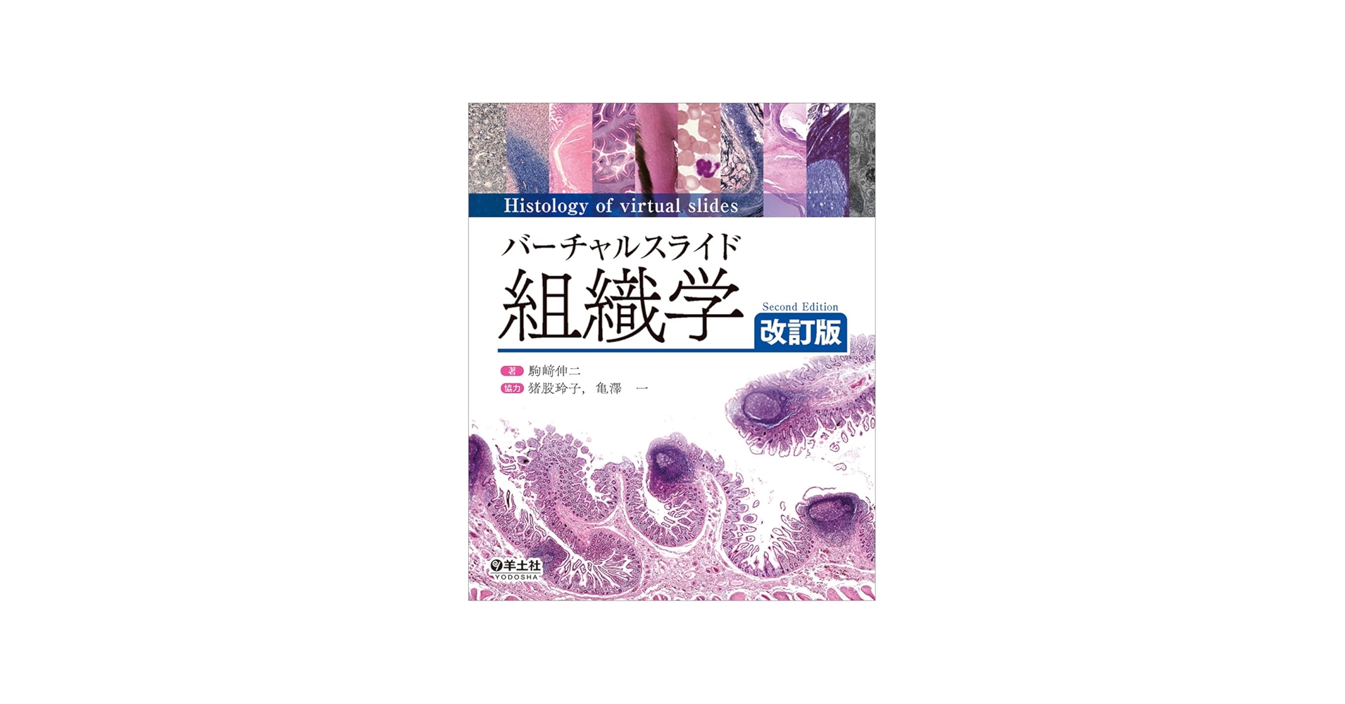 バーチャルスライド 組織学 改訂版 | 駒﨑 伸二 |本 | 通販 | Amazon