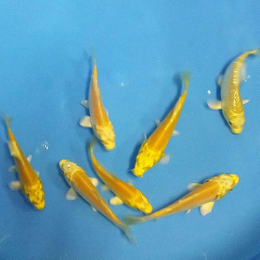 Amazon | 【生体】錦鯉 山吹黄金 光物MIX (SS) 鯉 色鯉 4～8cm前後 5匹