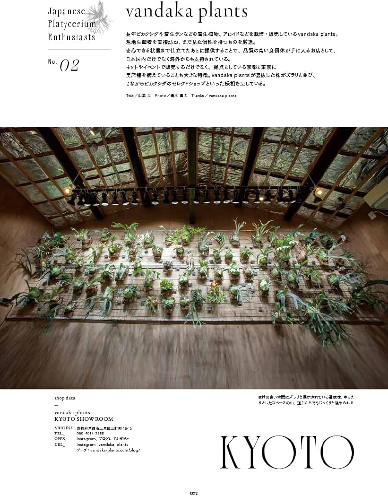 INDOOR JUNGLE（インドアジャングル） No.02 ビカクシダ現象 | INDOOR