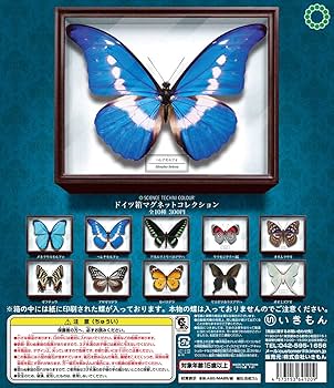 Amazon | 【オオムラサキ】単品 ドイツ箱マグネットコレクション 蝶
