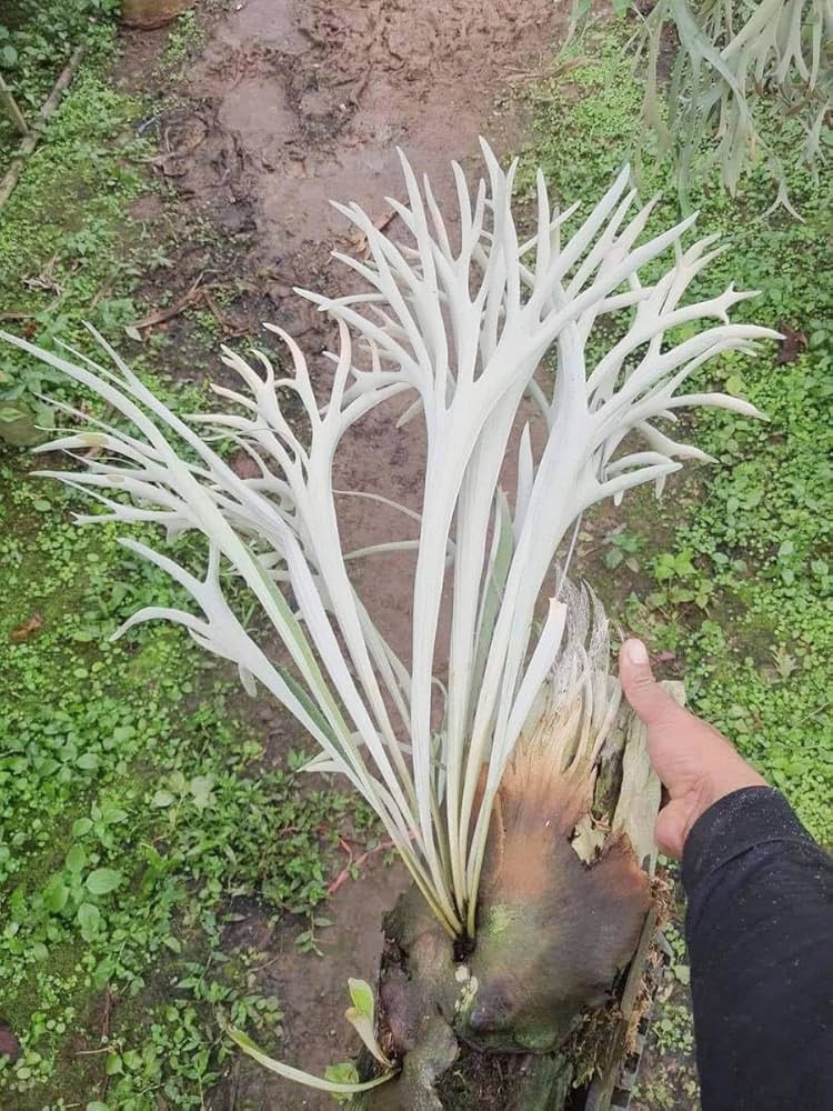 P.veitchii wild Australia OC 親株 群生 P.veitchii wild Australia