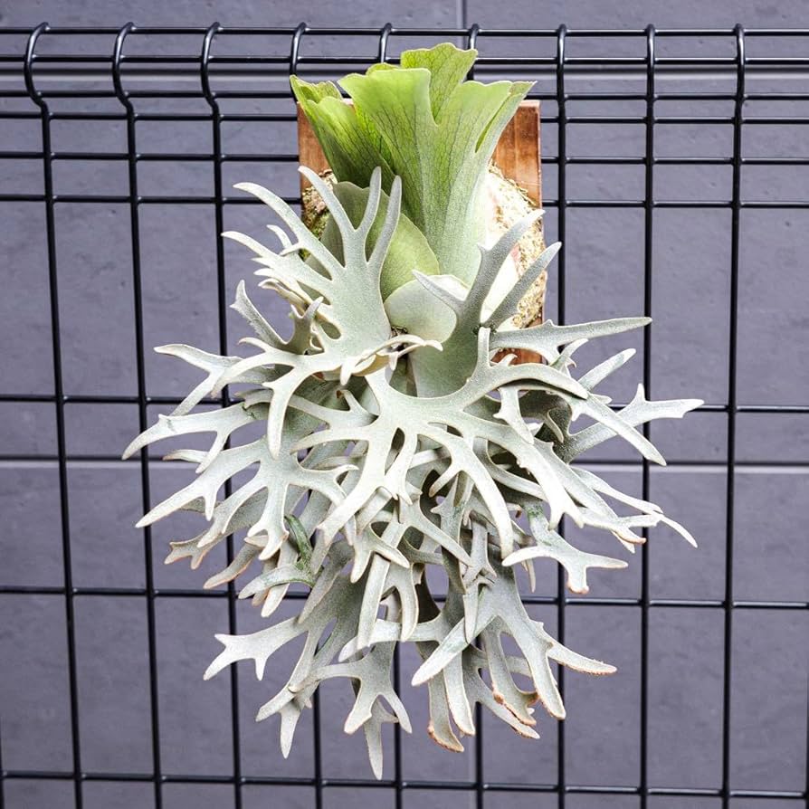 Amazon.co.jp: P.willinckii OMG 胞子 ビカクシダ Super Dwarf 05