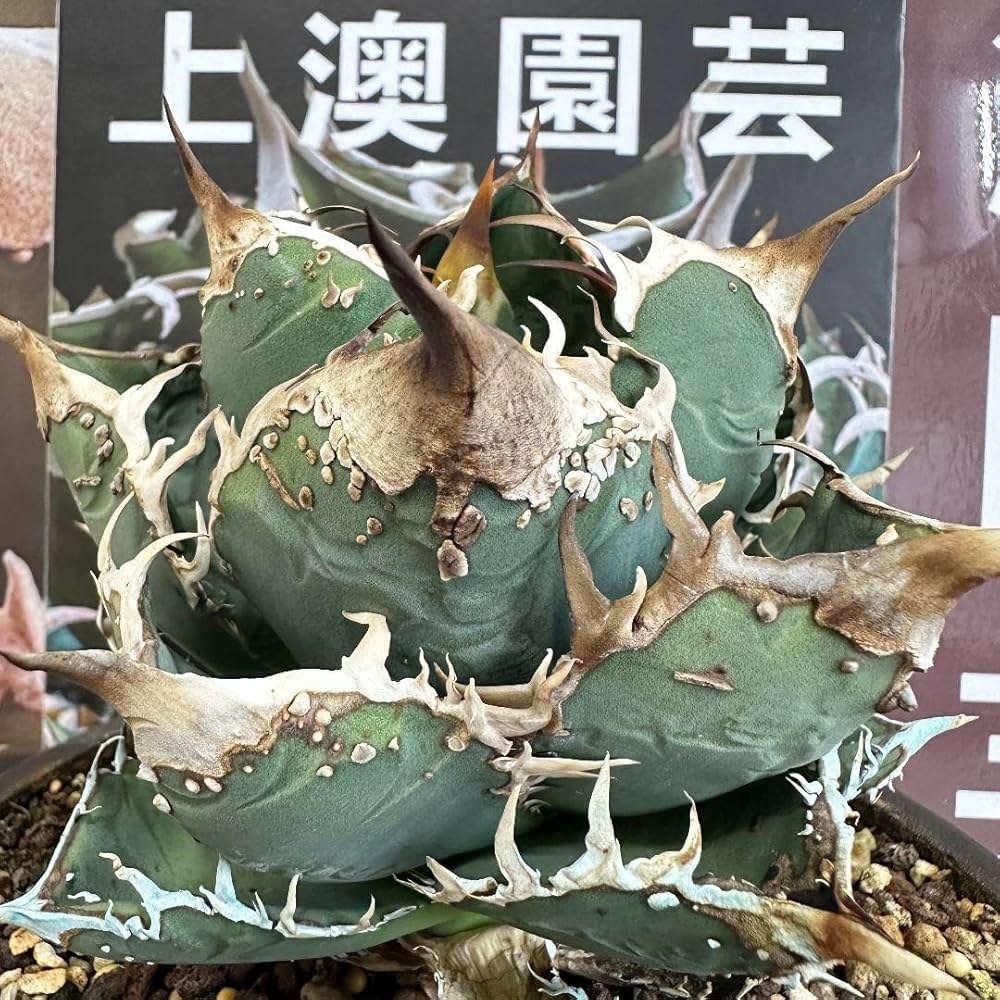 Amazon.co.jp: 693【上澳園芸】 アガベ チタノタ shangao-001蝦蟇 優良