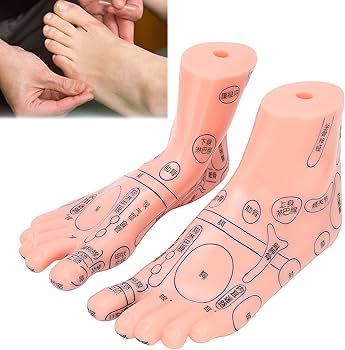 Amazon.co.jp: 足リフレクソロジーモデル 足ツボモデル 足ツボモデル