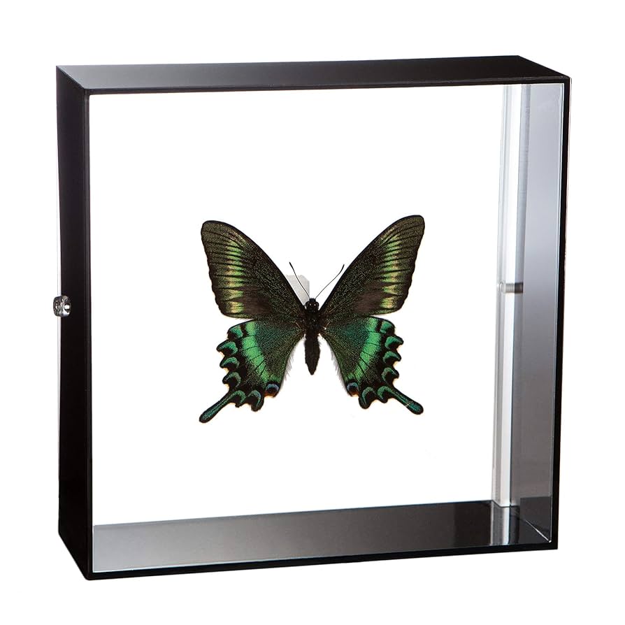 蝶の標本 インドの珍しいアゲハチョウ(A1) 蝶の標本 インドの珍しい