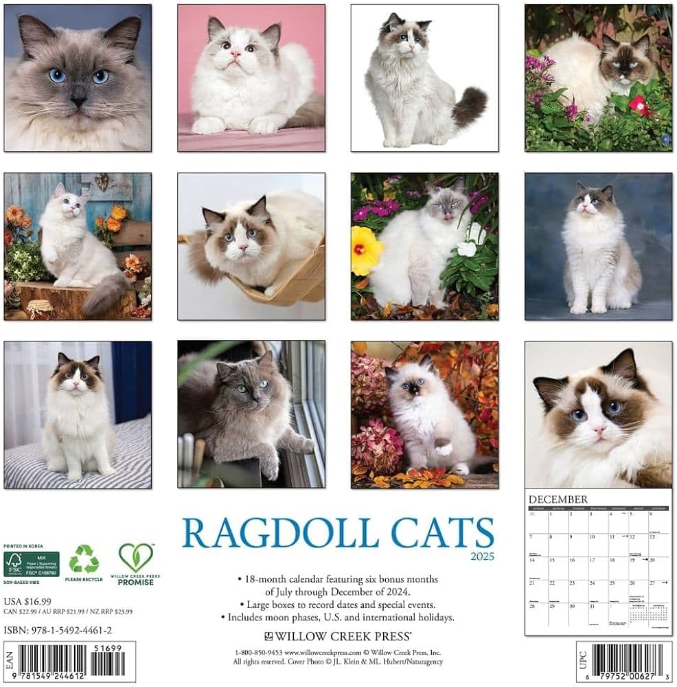 Amazon | Ragdoll Cats 2026 12 X 12 Wall Calendar | Willow Creek