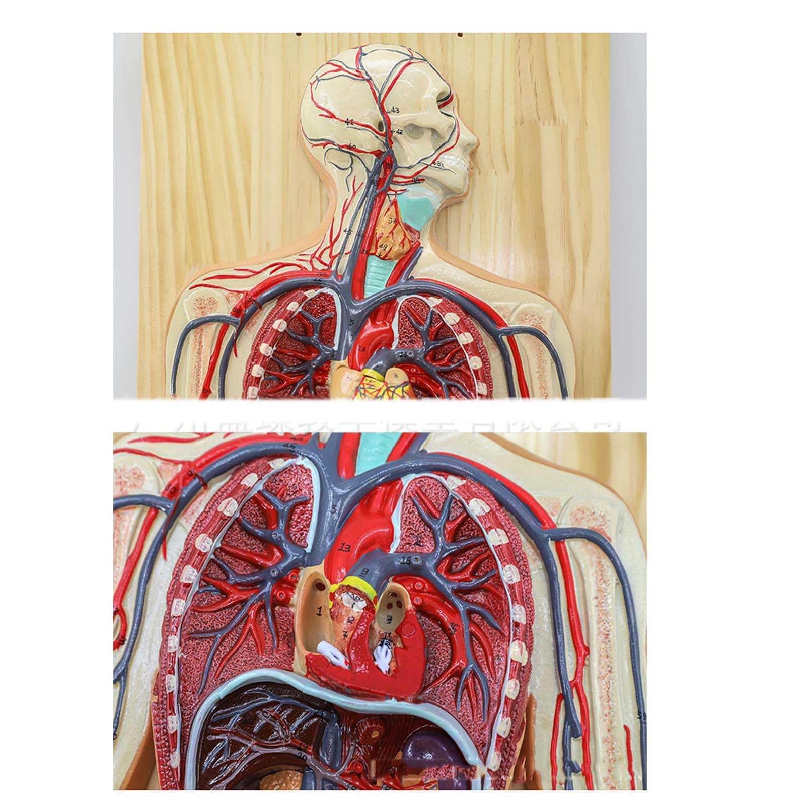Amazon.co.jp: 人間の血液循環系モデル - 医師の解剖学研究のための 55